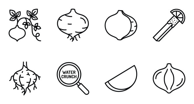 Turnip related icons collection plant tuber half and slice on transparent background.