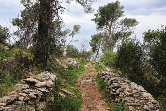 Forest trail between old stones and trees. Natural path leads through green landscape today. Wild scenery rests under cloudy sky. Peaceful hiking route with earthy depth and quiet atmosphere.