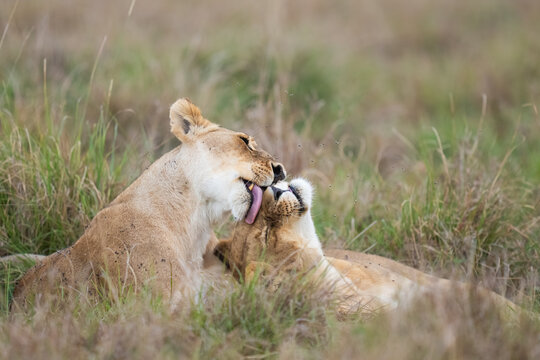 Two Lioness Share A Tender Moment, Showing Affection  