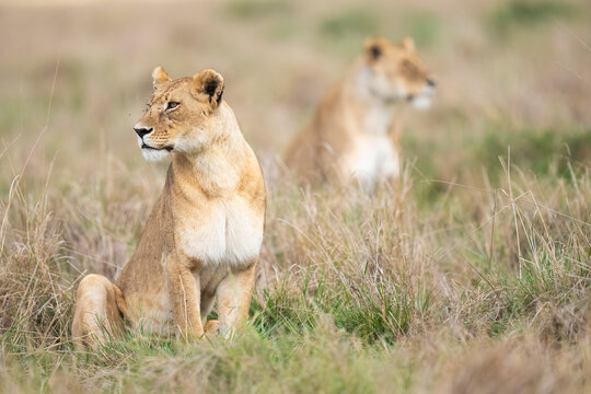 Two Lioness In Masai Mara, Kenya  