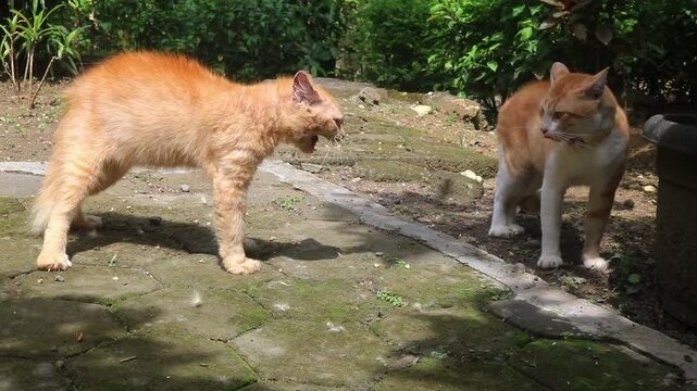 Two adult male orange cats fighting in the garden on the grass in summer. Two cats scream and fight