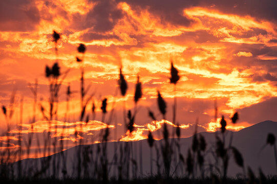 Out-of-focus reeds against an orange sunset sky