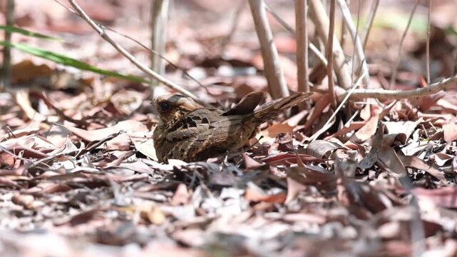 Large-tailed Nightjar an intricately patterned nocturnal bird, usually found roosting on the ground or a low branch in open forest