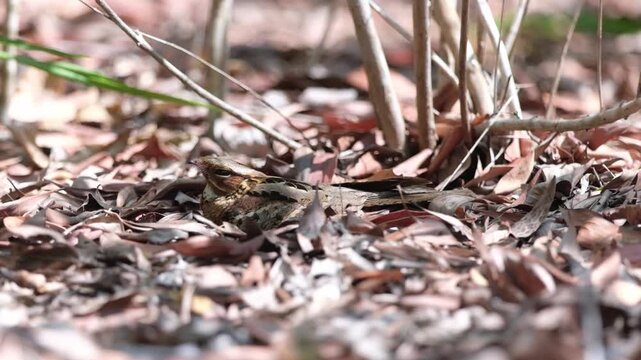 Large-tailed Nightjar an intricately patterned nocturnal bird, usually found roosting on the ground or a low branch in open forest