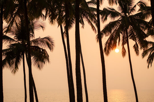 Tropical Palm Trees Silhouetted Against Warm Ocean Sunset