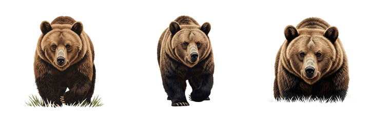 Fototapeta premium Set of Brown Grizzly Bear Walking Isolated Transparent Background PNG