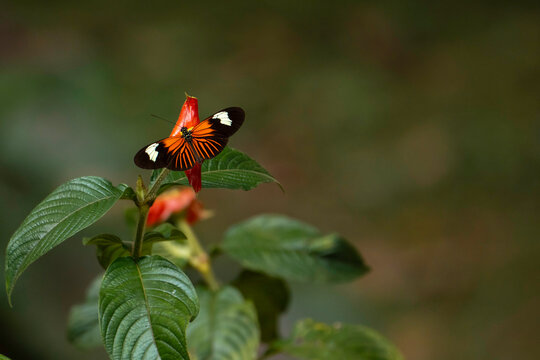 Orange butterfly in a flower