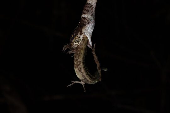 Snake feeding on a Lizard