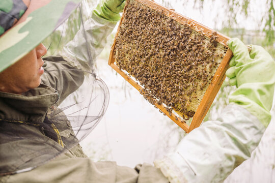 Chinese man inspects his beehives outdoors