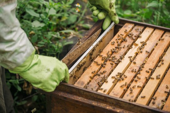 Chinese man inspects his beehives outdoors, closeup