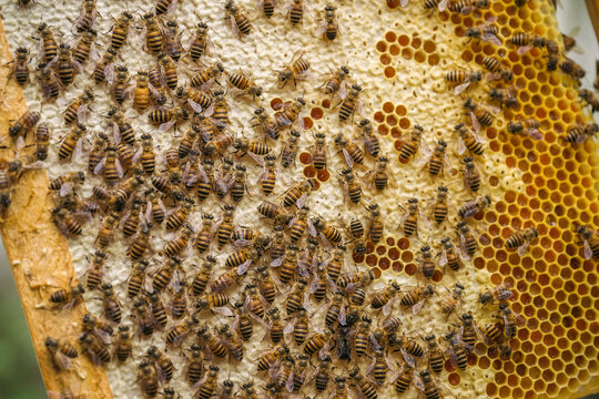 Closeup of bees in a beehive