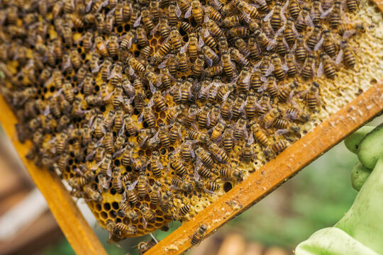 Chinese man inspects his beehives outdoors, closeup
