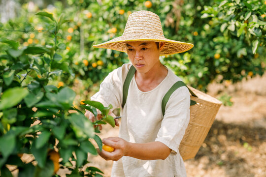 Chinese male farmer picking oranges in a rural orchard.