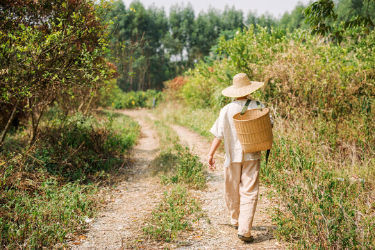 Chinese male farmers go to rural orchards to pick oranges.