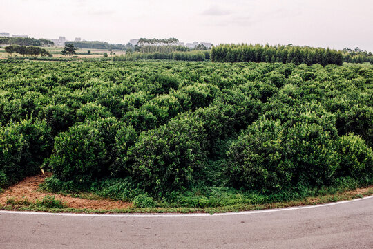 Scenery of a rural orange orchard