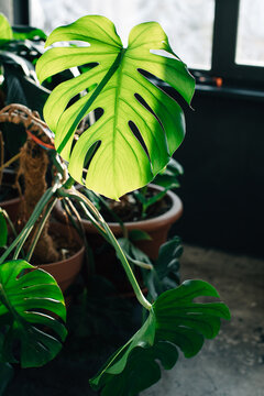 Monstera in contrast sunlight 