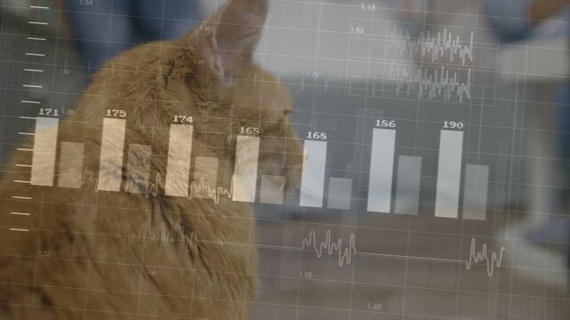Overlay appearing over ginger tabby cat, bars changing and rotating, settling, visualizing trends