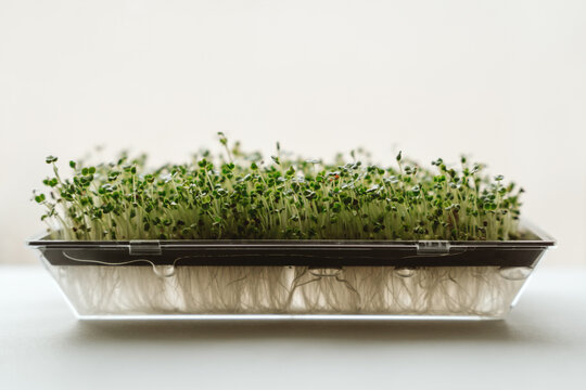 Microgreens in a tray filled with water. Radish sprouts, healthy food.