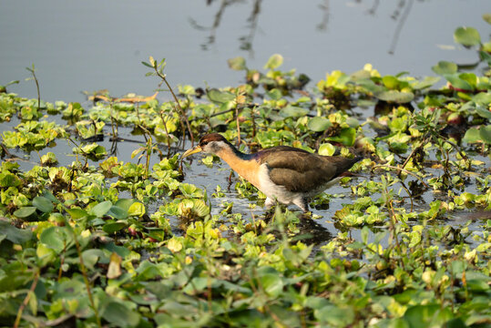 Bronze-winged Jacana (Metopidius indicus) searching for food