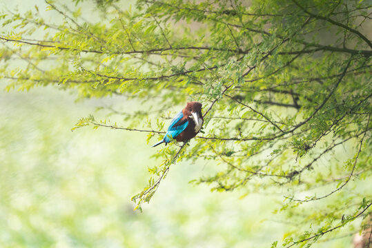 White-throated Kingfisher perched on a leafy branch. 