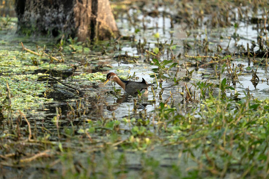 Bronze-winged Jacana (Metopidius indicus) searching for food