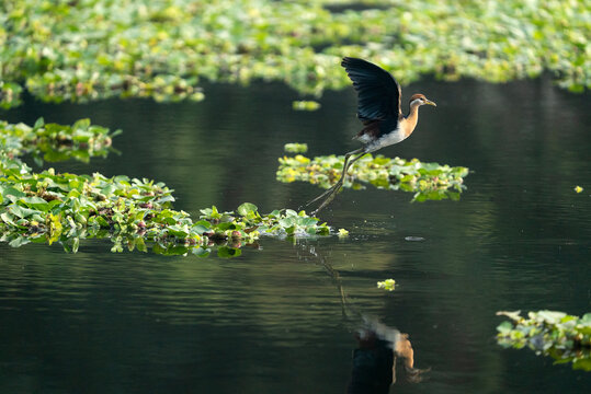 Bronze-winged jacana (Metopidius indicus) taking flight over a wetland