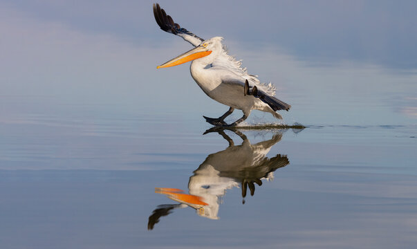 Dalmatian Pelican Landing On Kerkini Lake With A Nice Reflection  