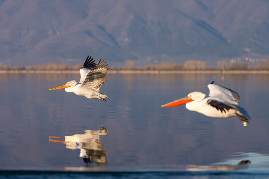 Dalmatian Pelicans Flying In The Same Direction, Kerkini Lake, Greece 