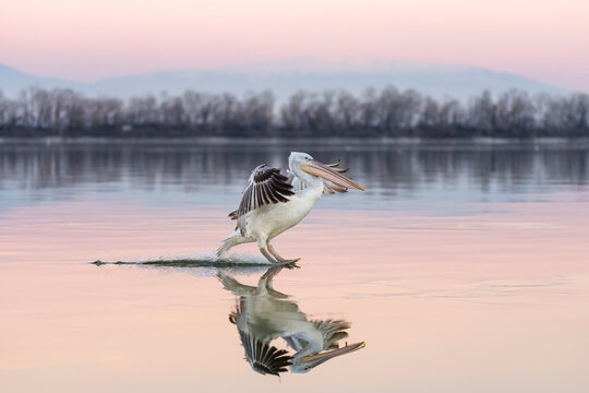 Juvenile Dalmatian Pelican Lands On Kerkini Lake With Nice Reflection
