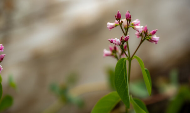 Tips of Pink Flowers On The Verge Of Blooming