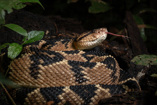 Bushmaster viper in the jungle