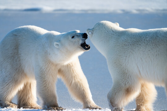 Two Polar Bears Interact On Ice  
