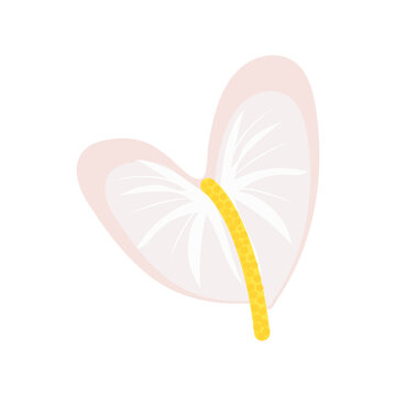 White anthurium flower illustration on transparent base.