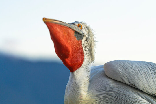 Close Up Of A Dalmatian Pelican Eating A Fish  