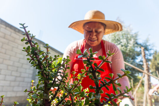 Latina woman planting succulent plants in garden
