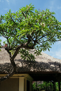 Green Leaves Flourish Under the Bright Sky in a Tropical Setting
