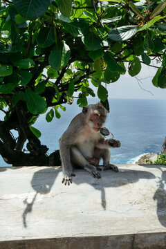 Monkey Enjoys a Sunny Day by the Sea With a Curious Gaze