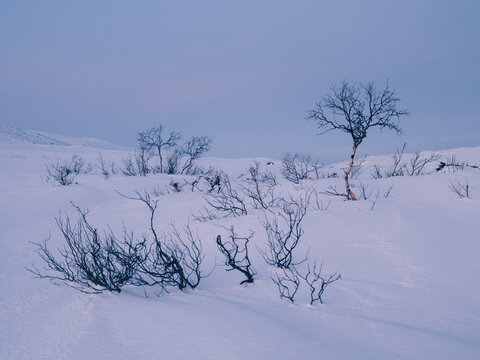 Scandinavian Birch in Winter Mountain Landscape in Morning Twili