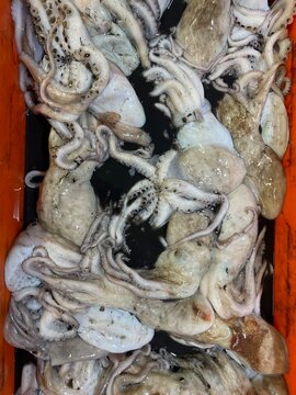 A box of squids
