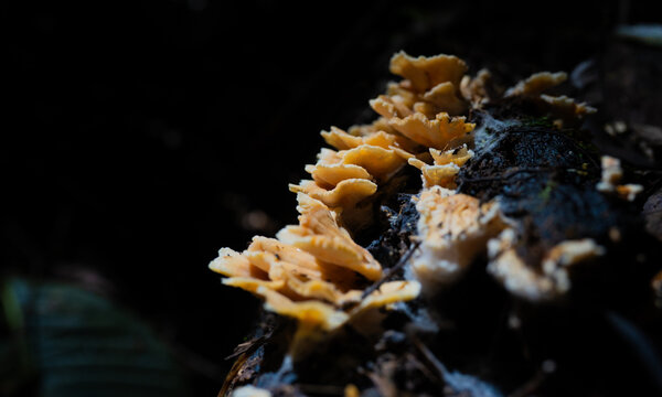 Hongos amarillos creciendo en tronco en descomposici&oacute;n en bosque oscuro con iluminaci&oacute;n dram&aacute;tica