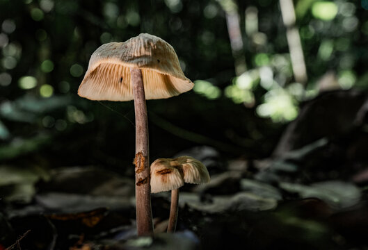 Seta silvestre de tallo largo en bosque tropical con luz natural y fondo desenfocado