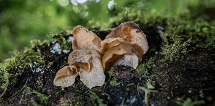 Hongos gelatinosos marrones creciendo sobre tronco h&uacute;medo cubierto de musgo en bosque