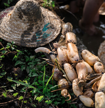 Closeup of freshly picked lotus roots on the ground beside lotus pond