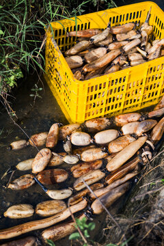 Closeup of freshly picked lotus roots on the ground beside lotus pond