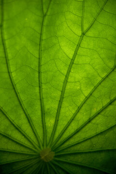 Macro of the vein texture of a large lotus leaf in the background