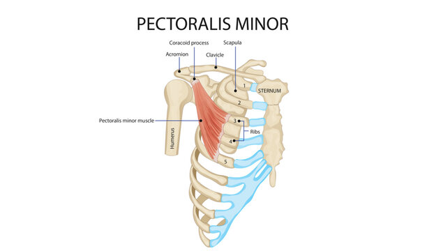 Pectoralis Minor Muscle Anatomy
origin of pectoralis minor from ribs and insertion on coracoid process of scapula.