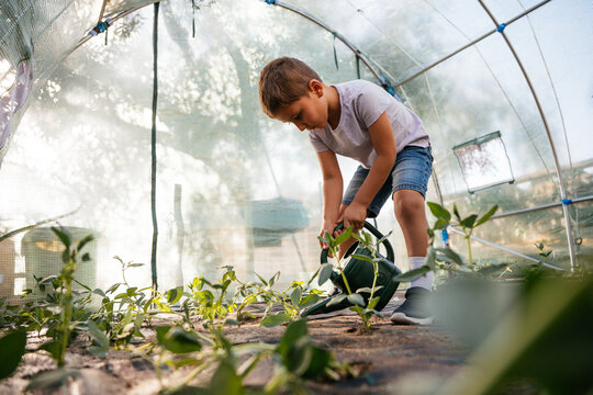 Boy watering plants in greenhouse, learning gardening