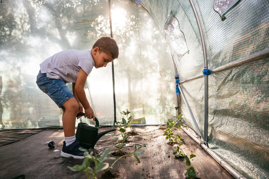 Young boy watering plants inside greenhouse at sunset