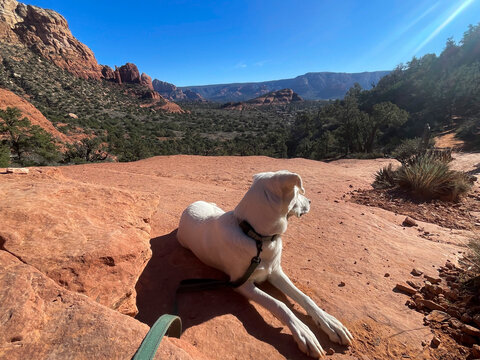 White dog adventures