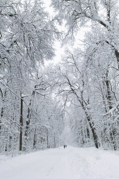 Snow-covered path through a winter forest scene